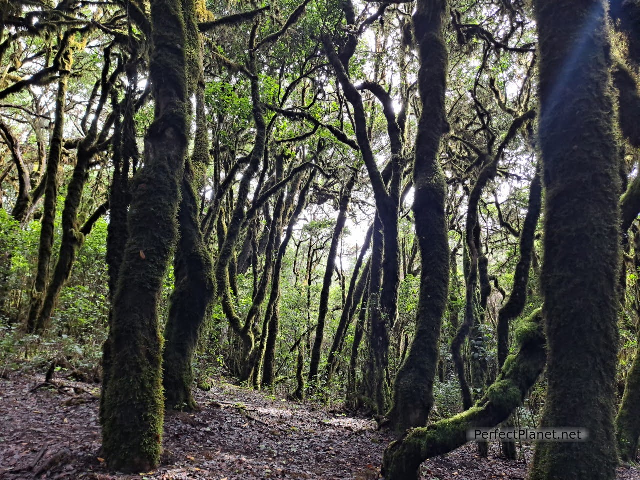 Parque Nacional Garajonay