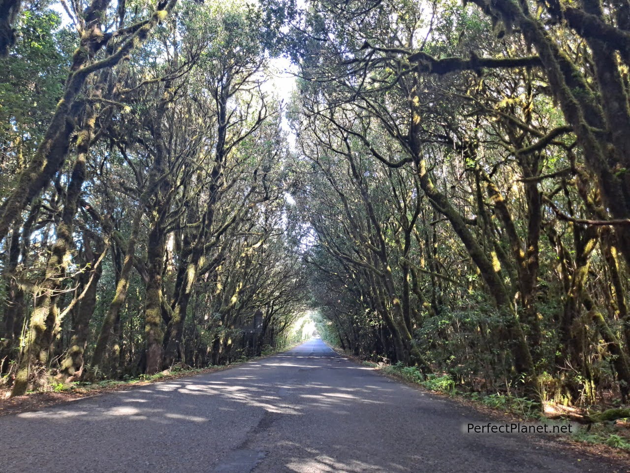 Parque Nacional Garajonay