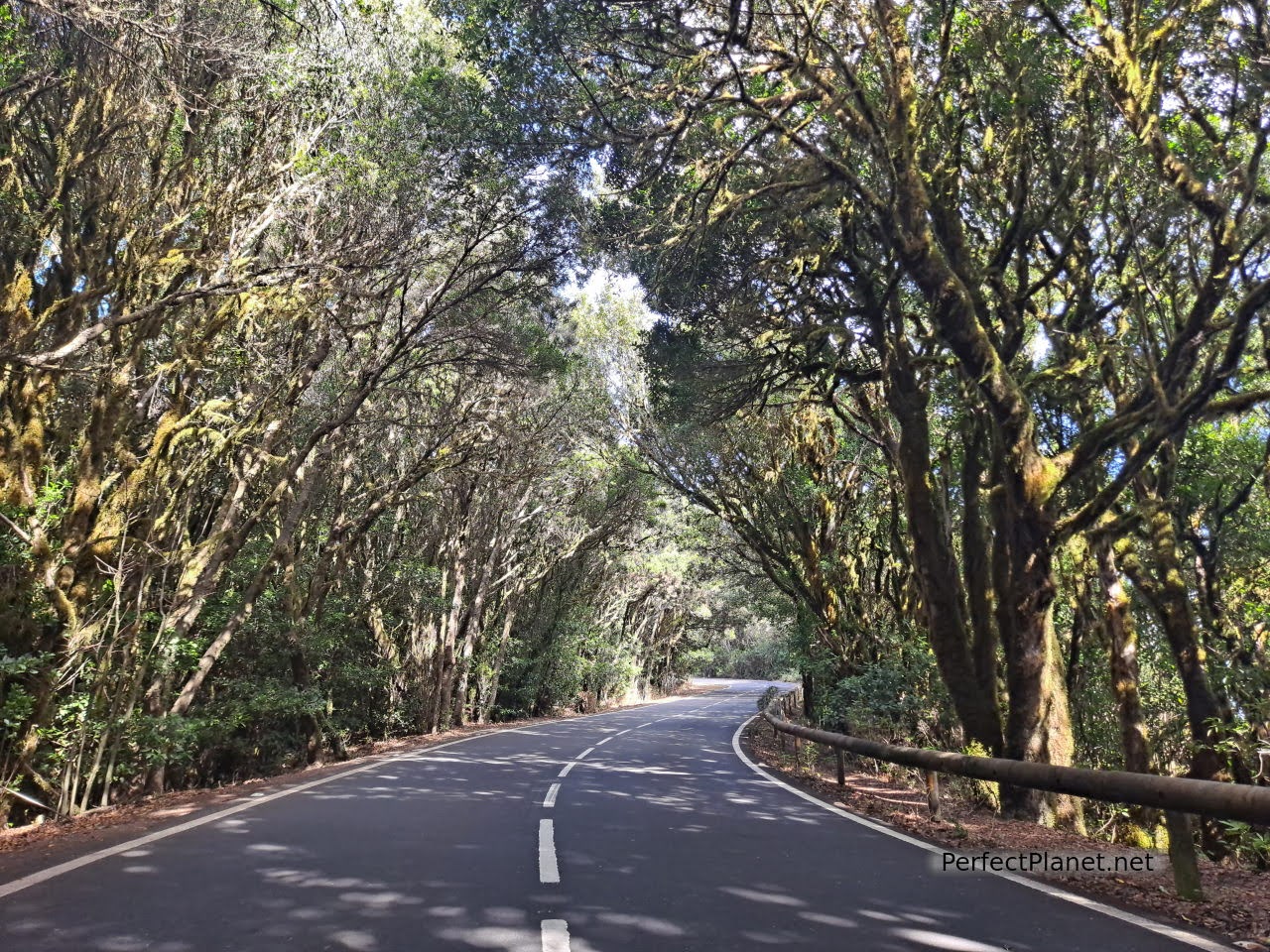 Parque Nacional Garajonay