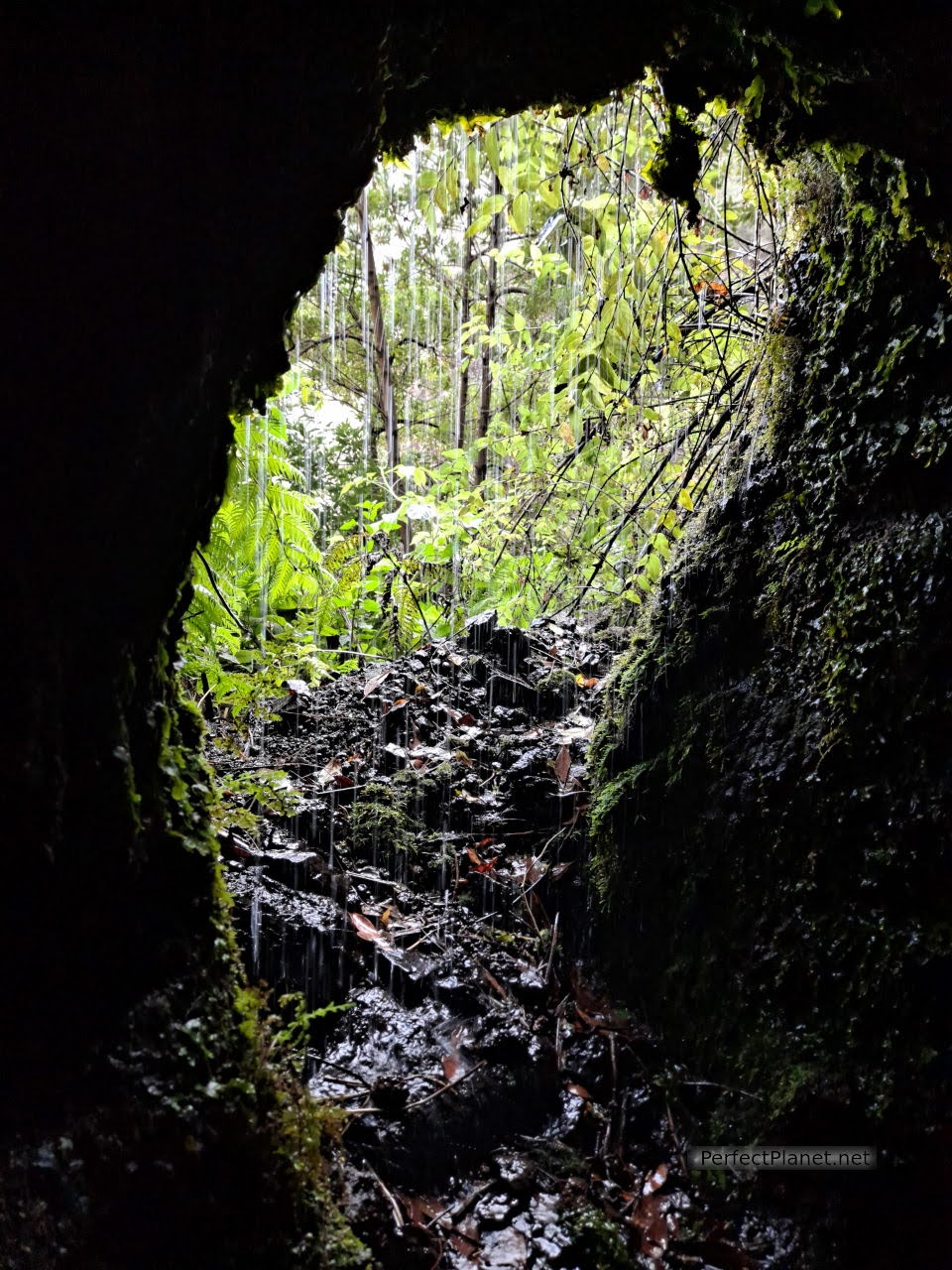 Springs of Marcos and Cordero