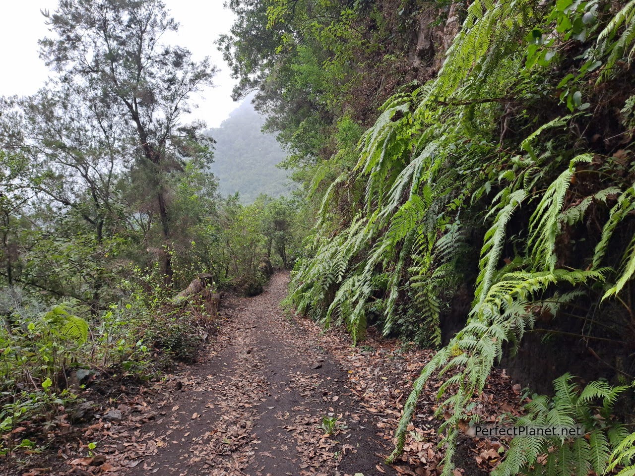 Tilos Forest