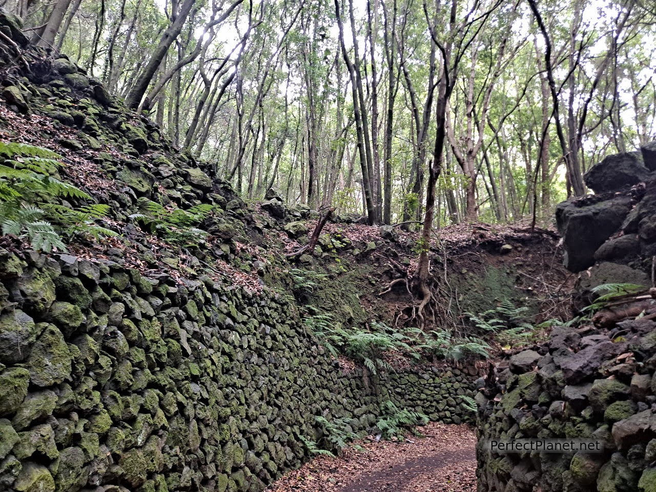 Tilos Forest