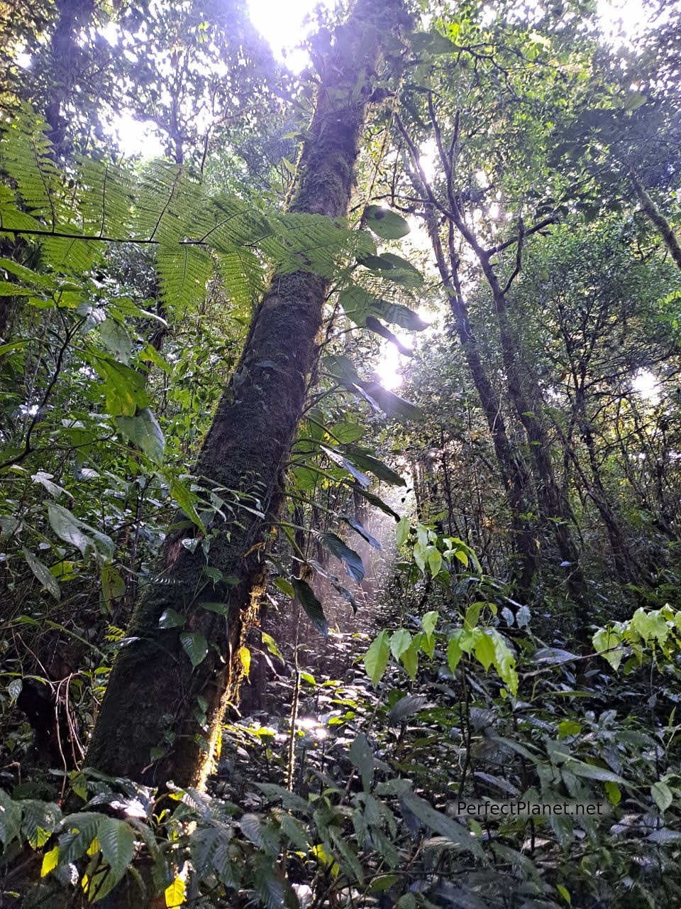 Reserva biológica de Bosque Nuboso de Monteverde