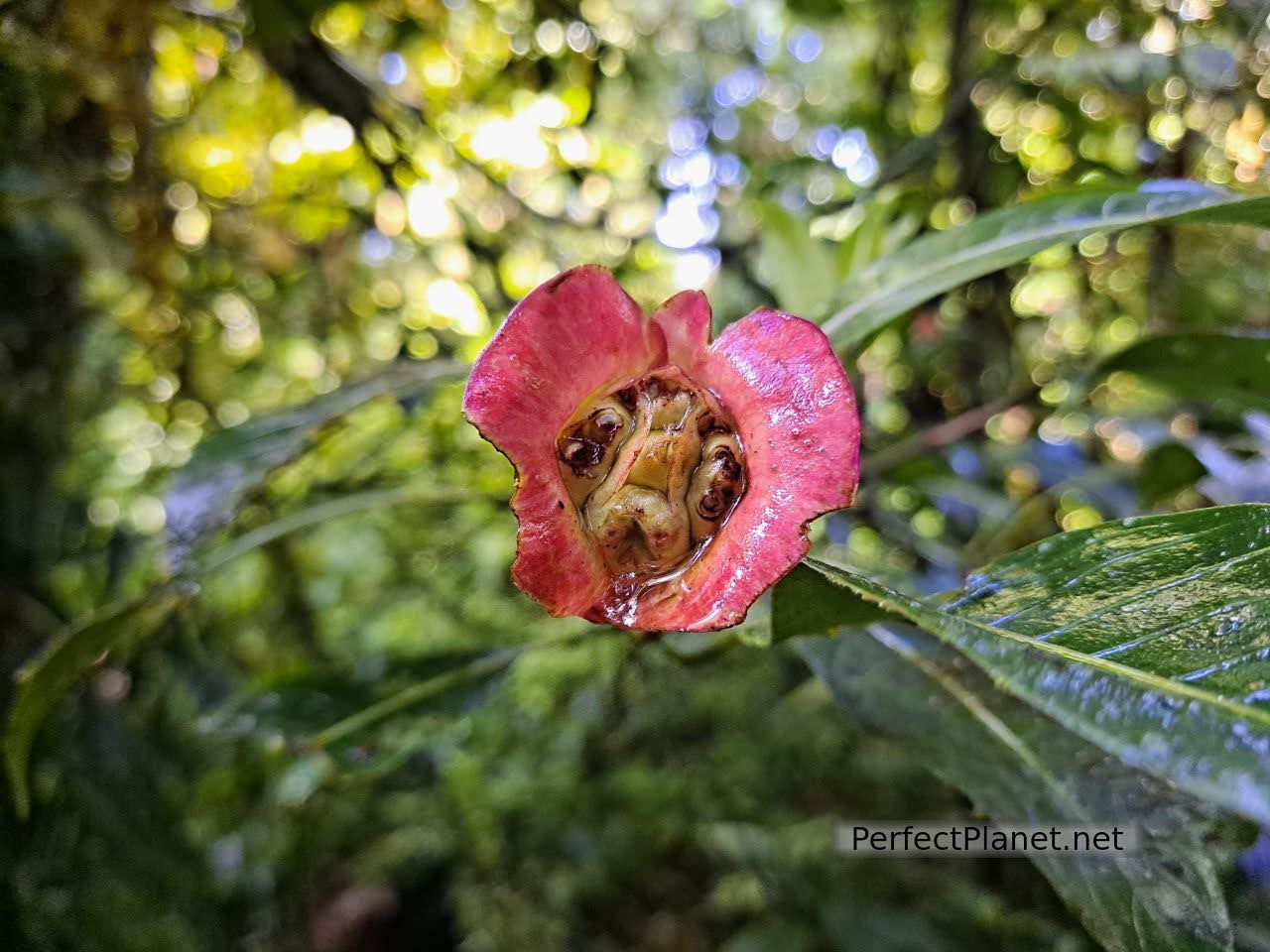 Reserva biológica de Bosque Nuboso de Monteverde