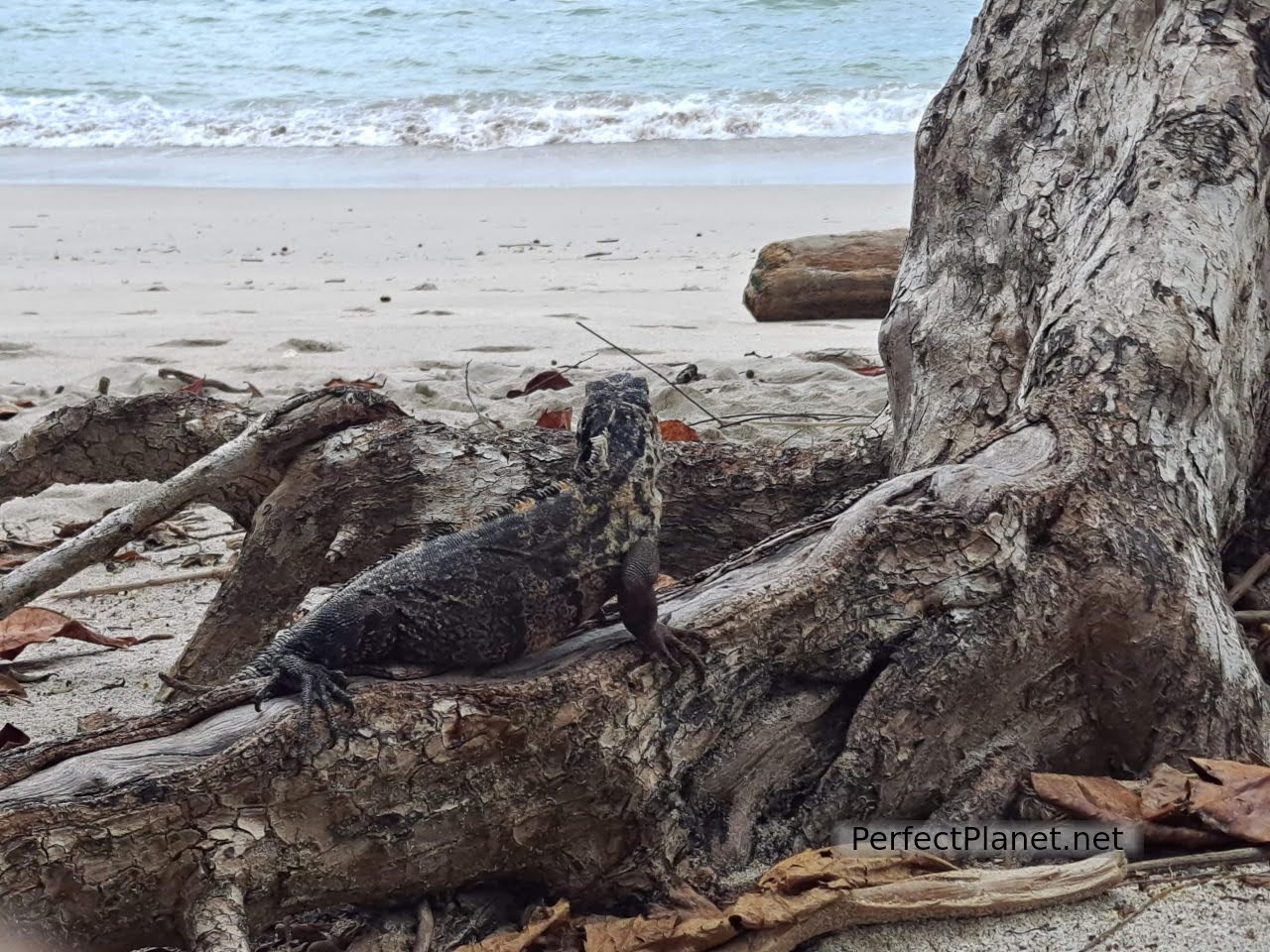 Iguana