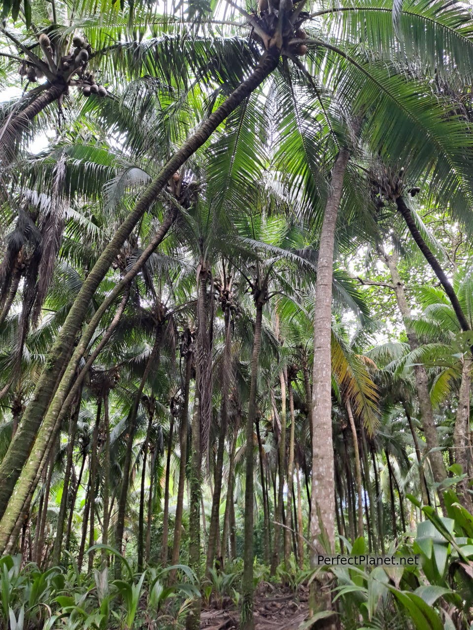 Parque Nacional Marino Ballena