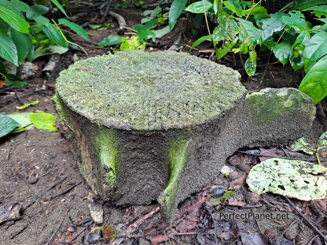 Whale bone