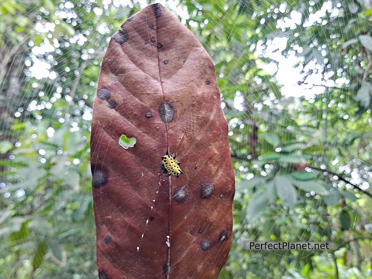 Araña