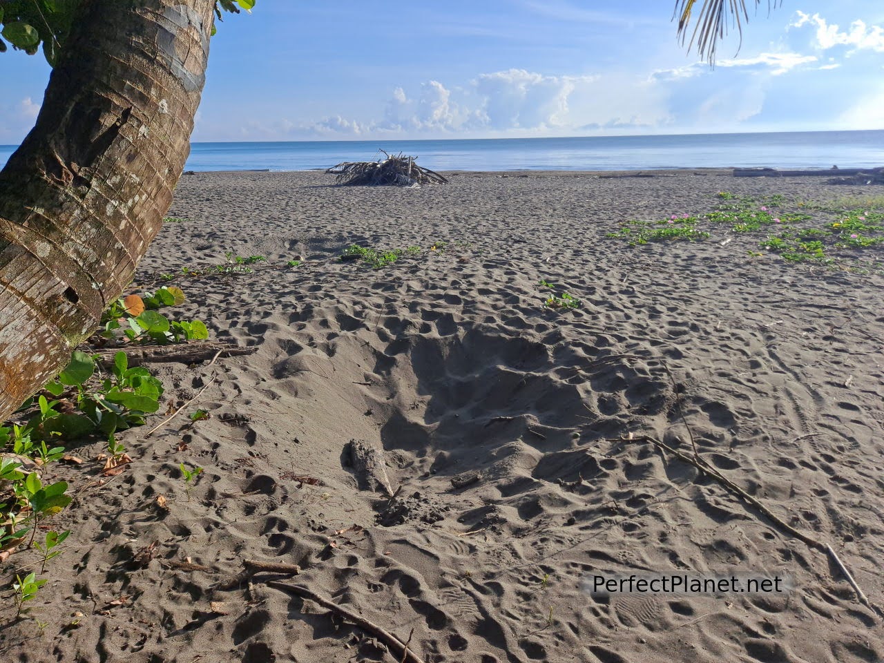 Playa de Tortuguero