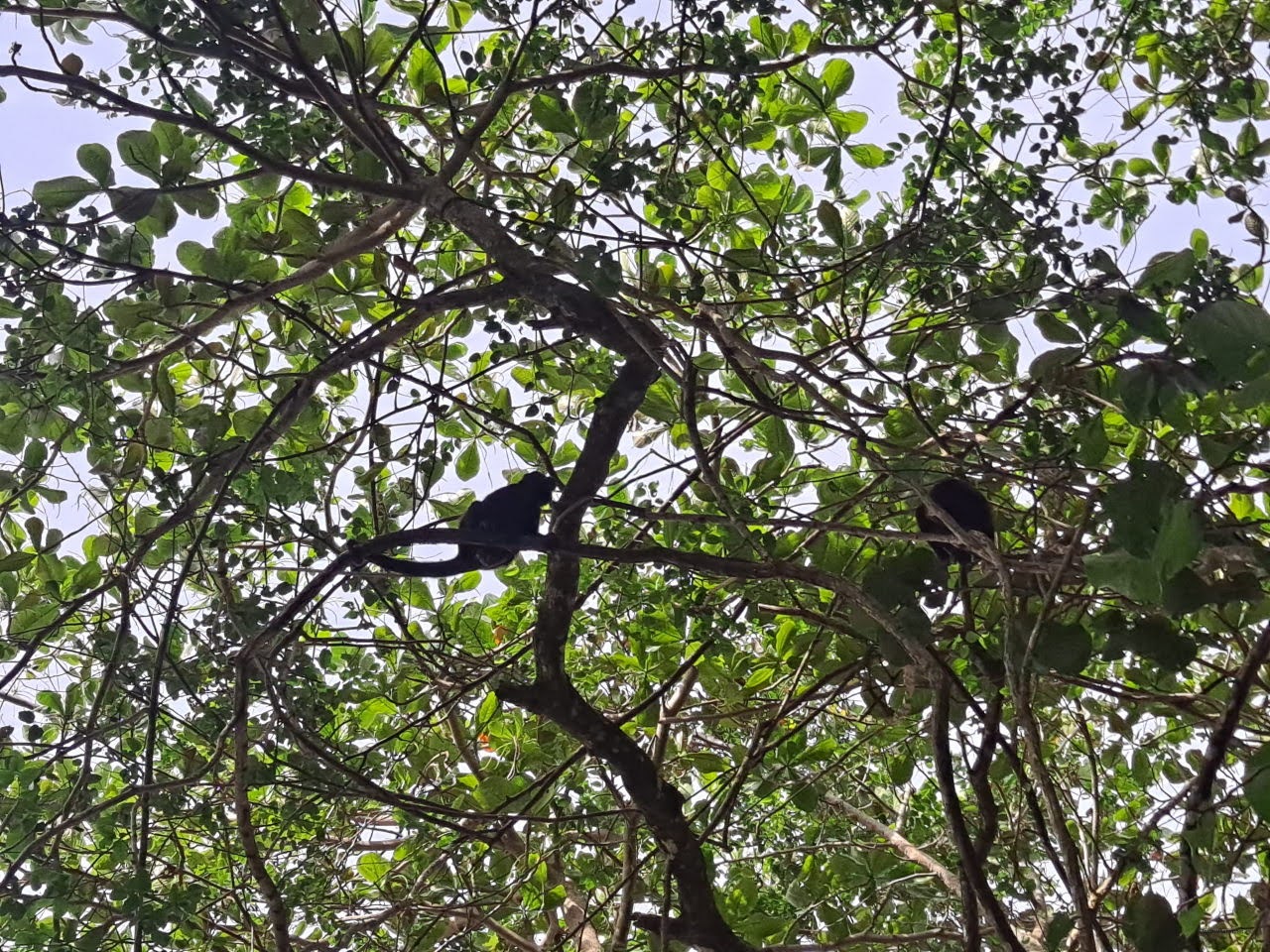 Howler monkey