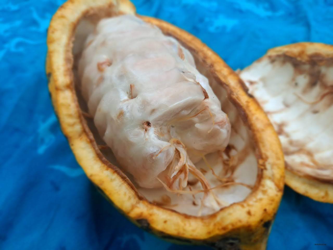 Cacao