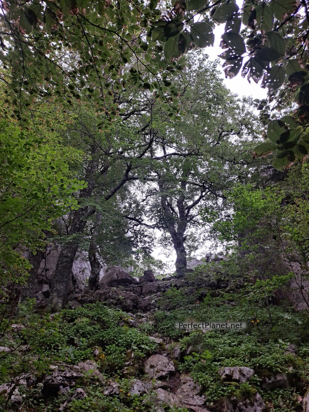 Paso del Caballo