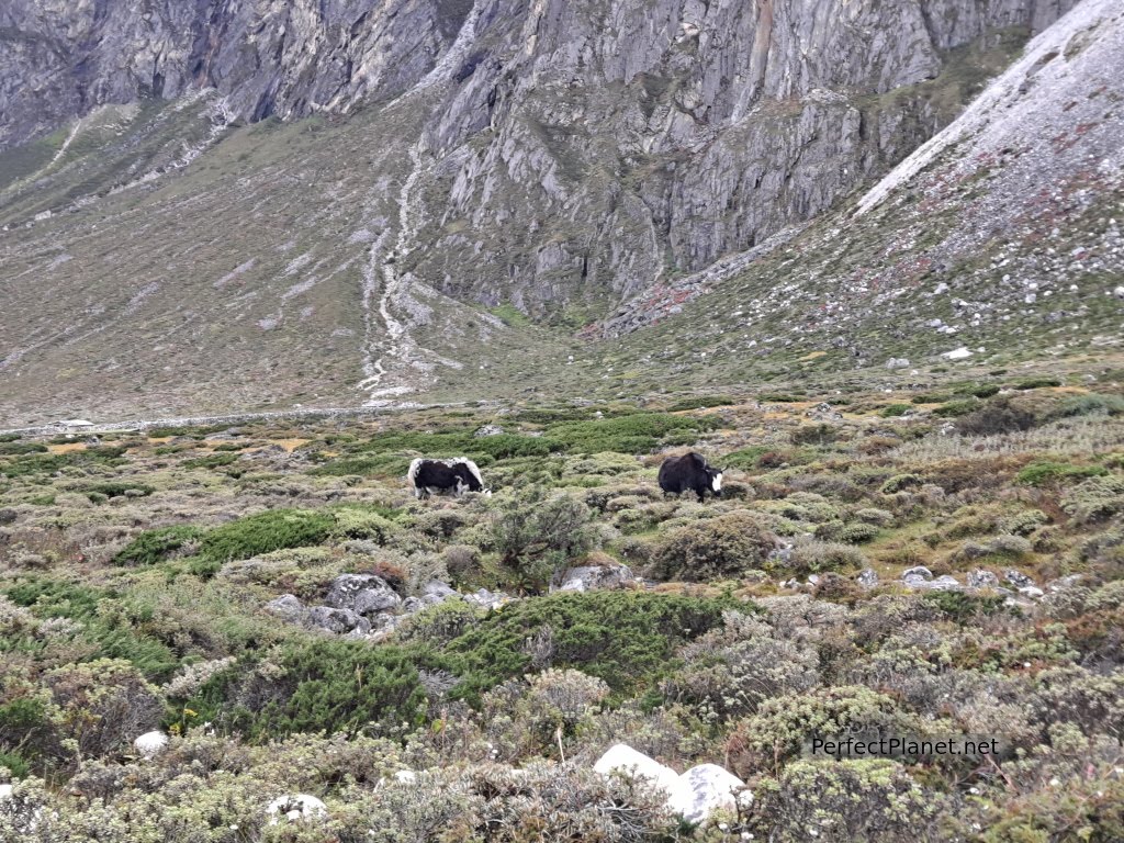 Yaks