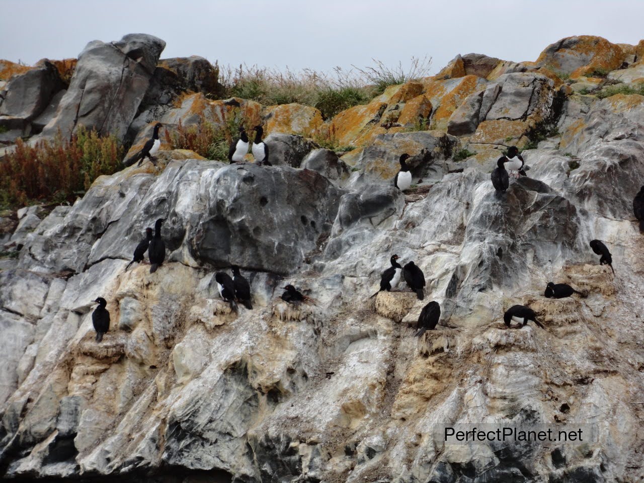 Cormoranes