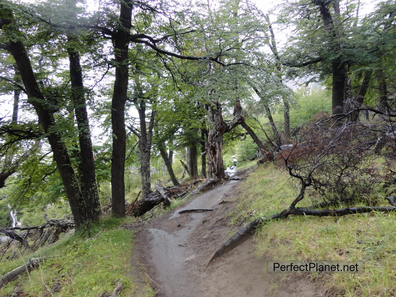 Sendero a Fitz Roy