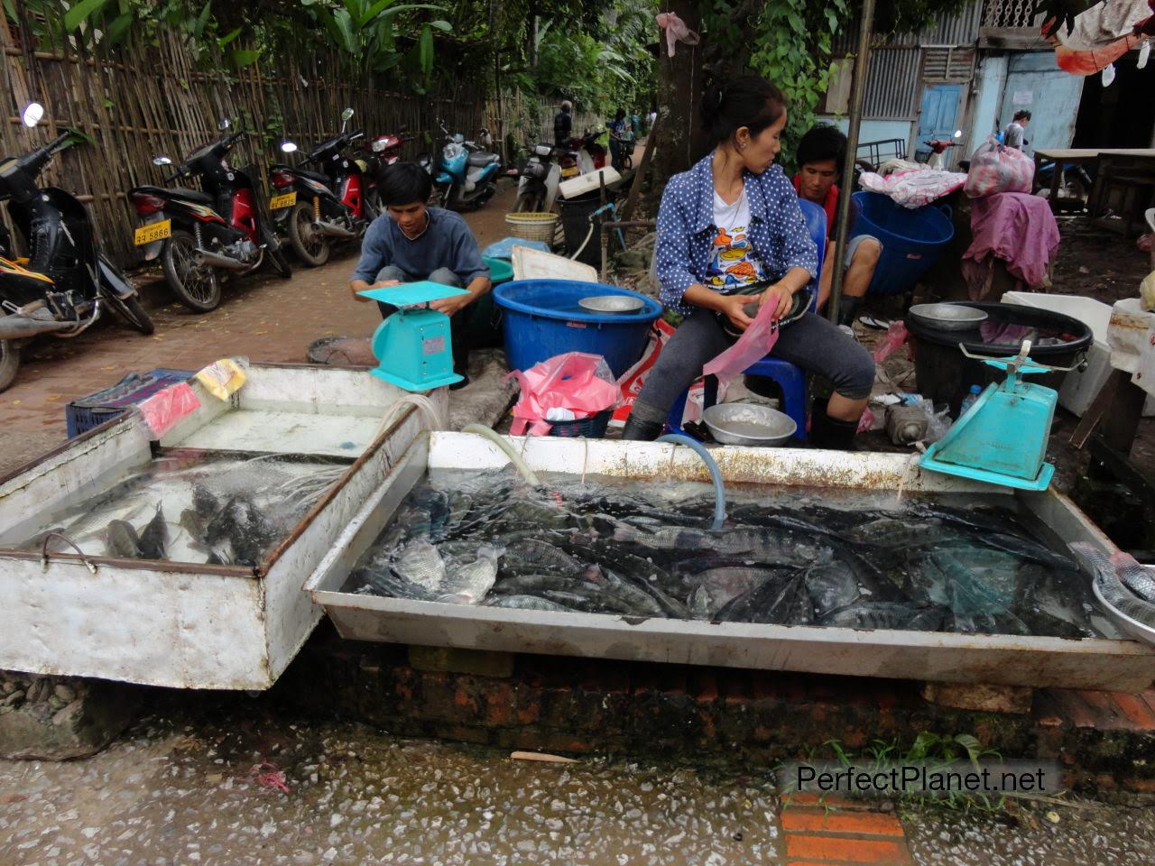 Mercado Luang Prabang