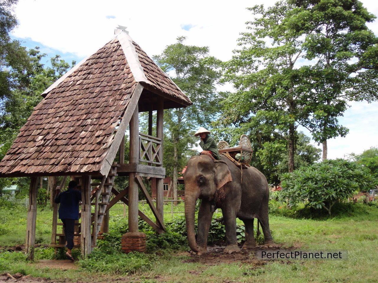 Nuestro elefante