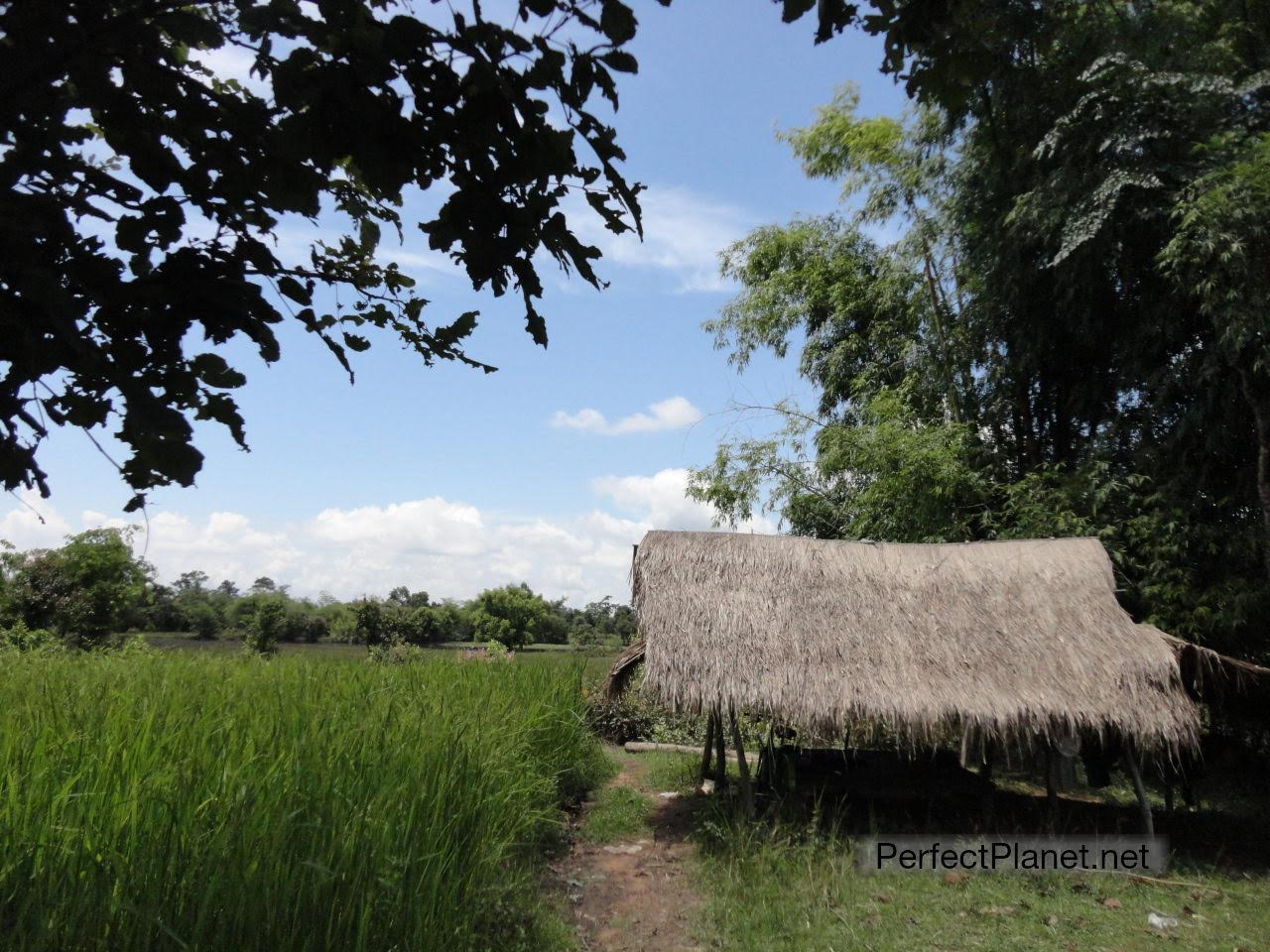 Rice fields