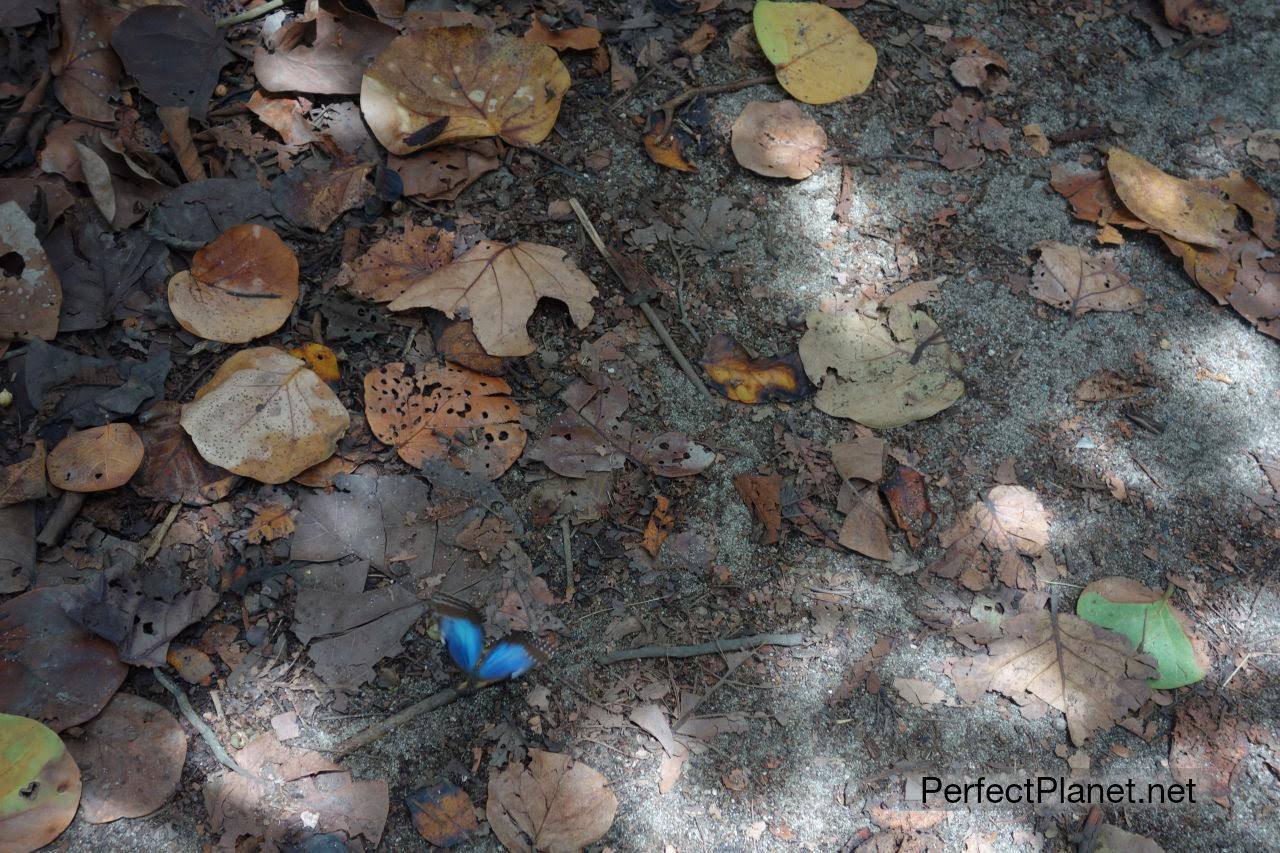 Butterfly in Tayrona National Park