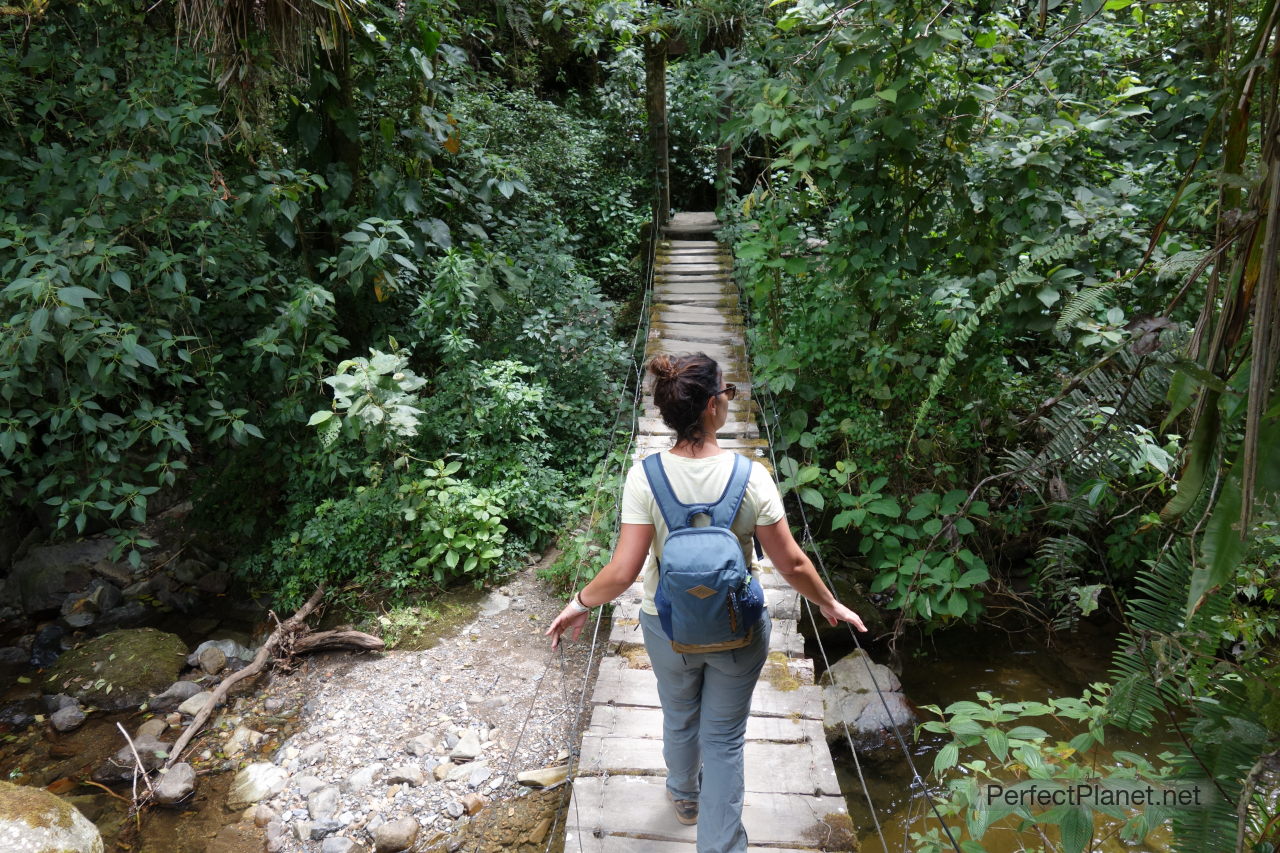 Cocora Valley