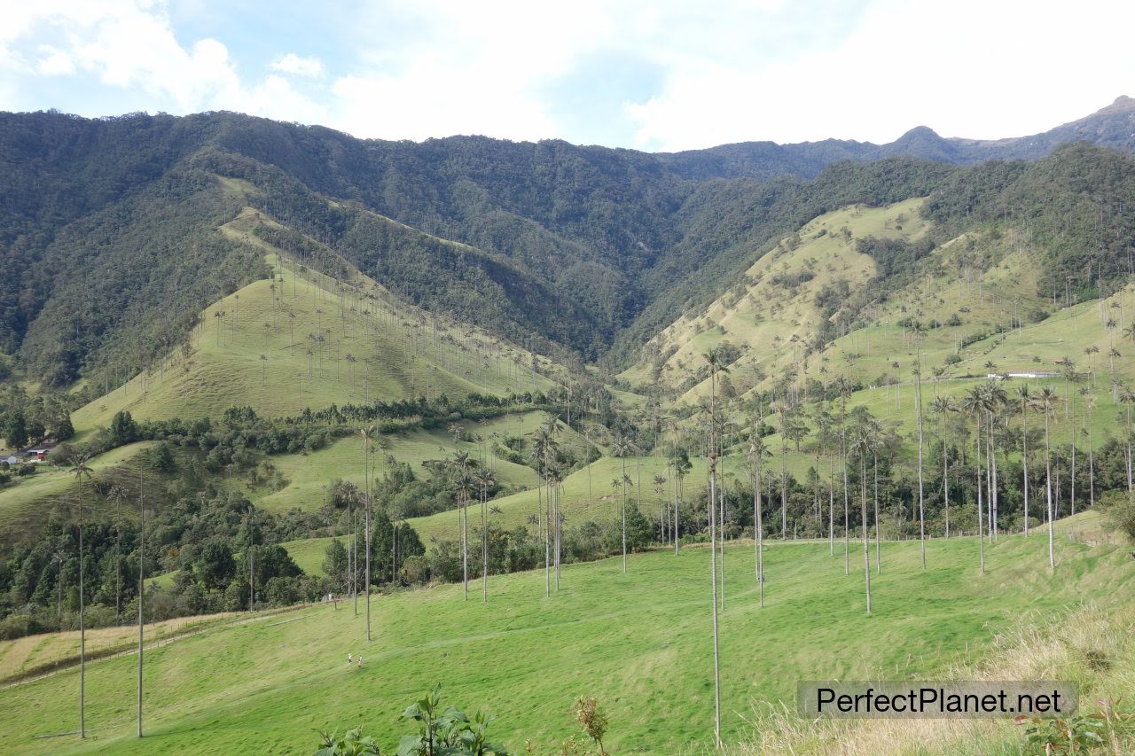 Valle de Cocora