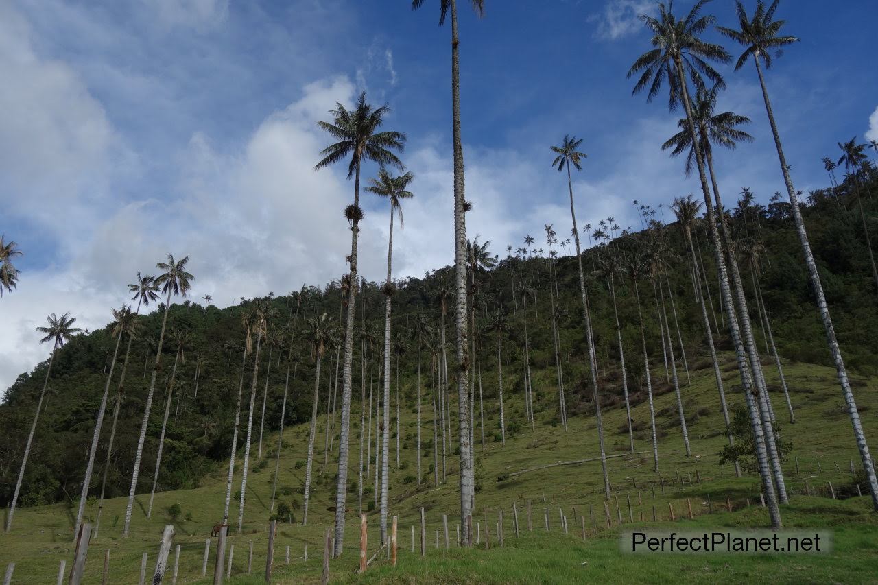 Palmas de Cera