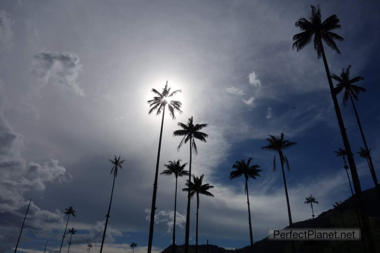 Wax palms