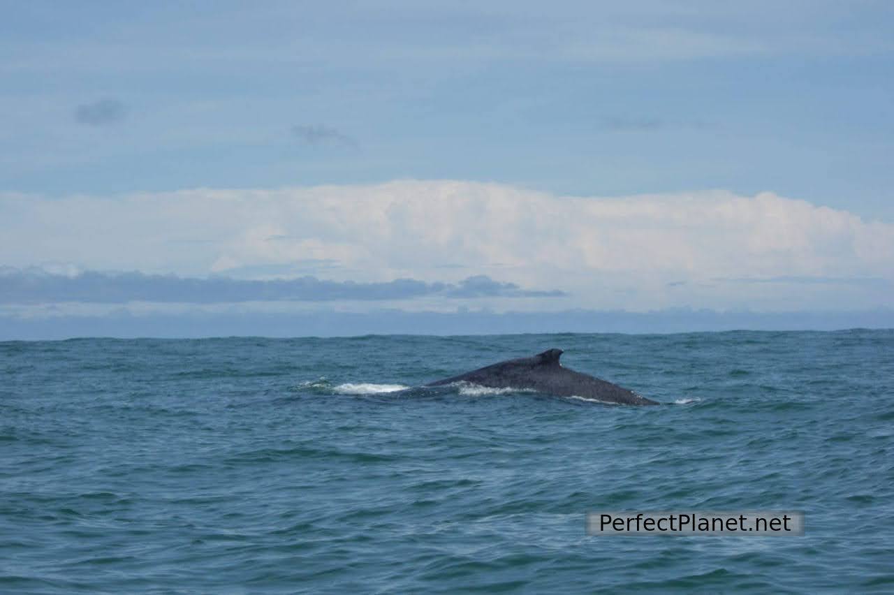 Humpback whales