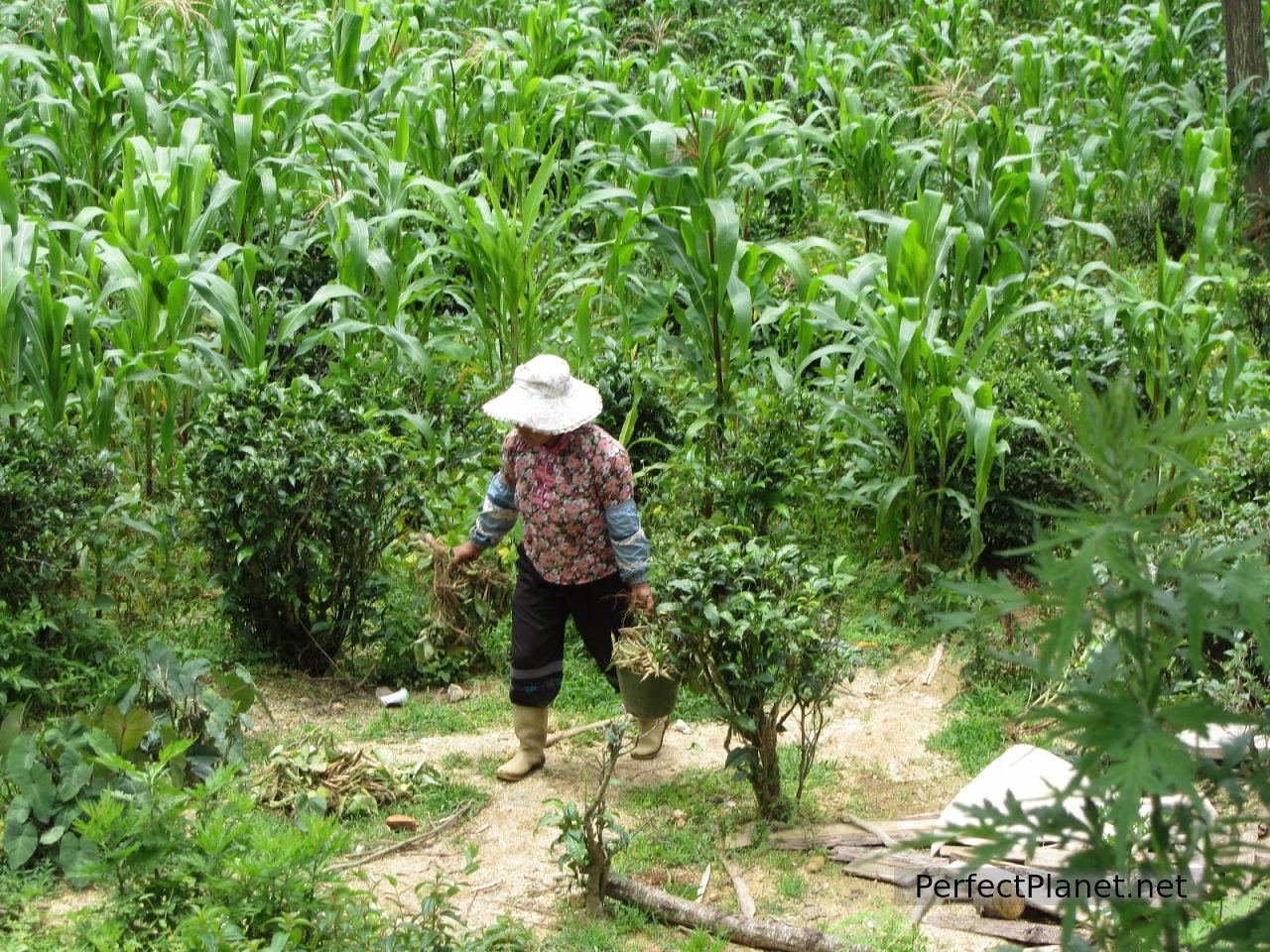 Mujer trabajando