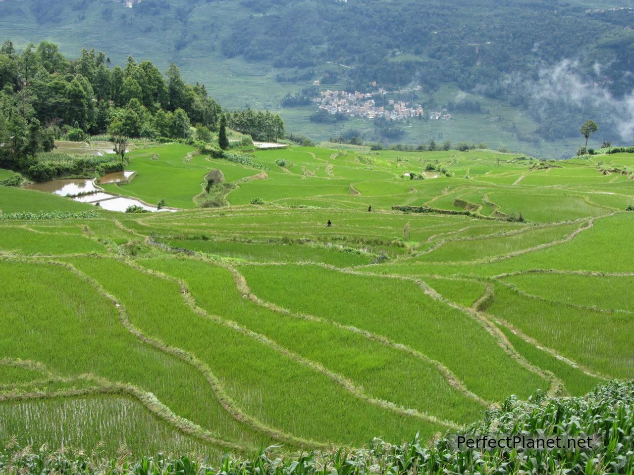 Rice terrace