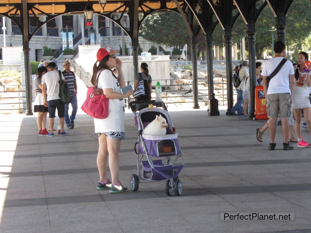 Mujer paseando a su perrito