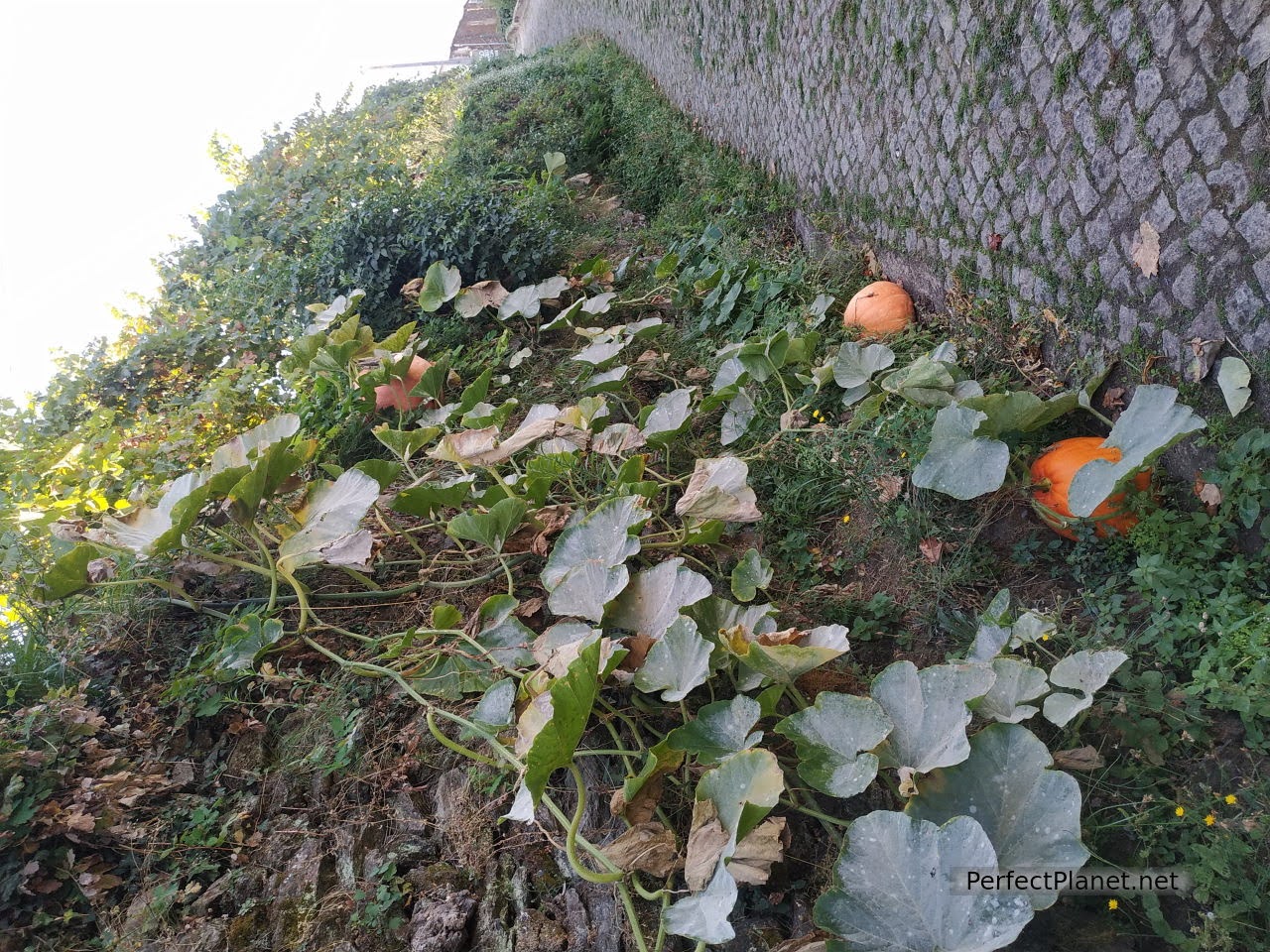 Calabazas