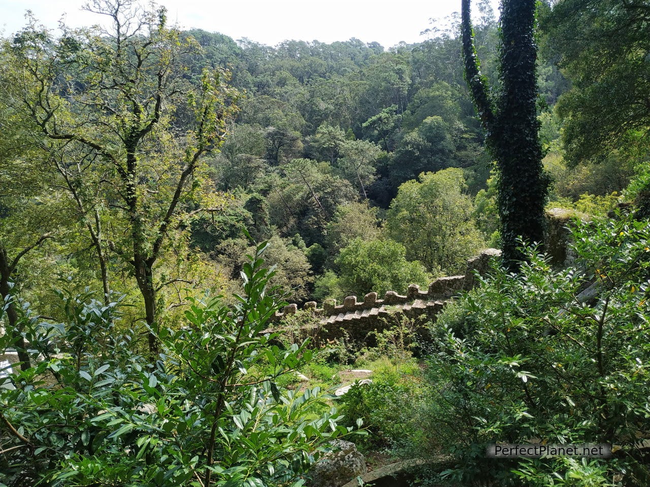 Camino por el bosque