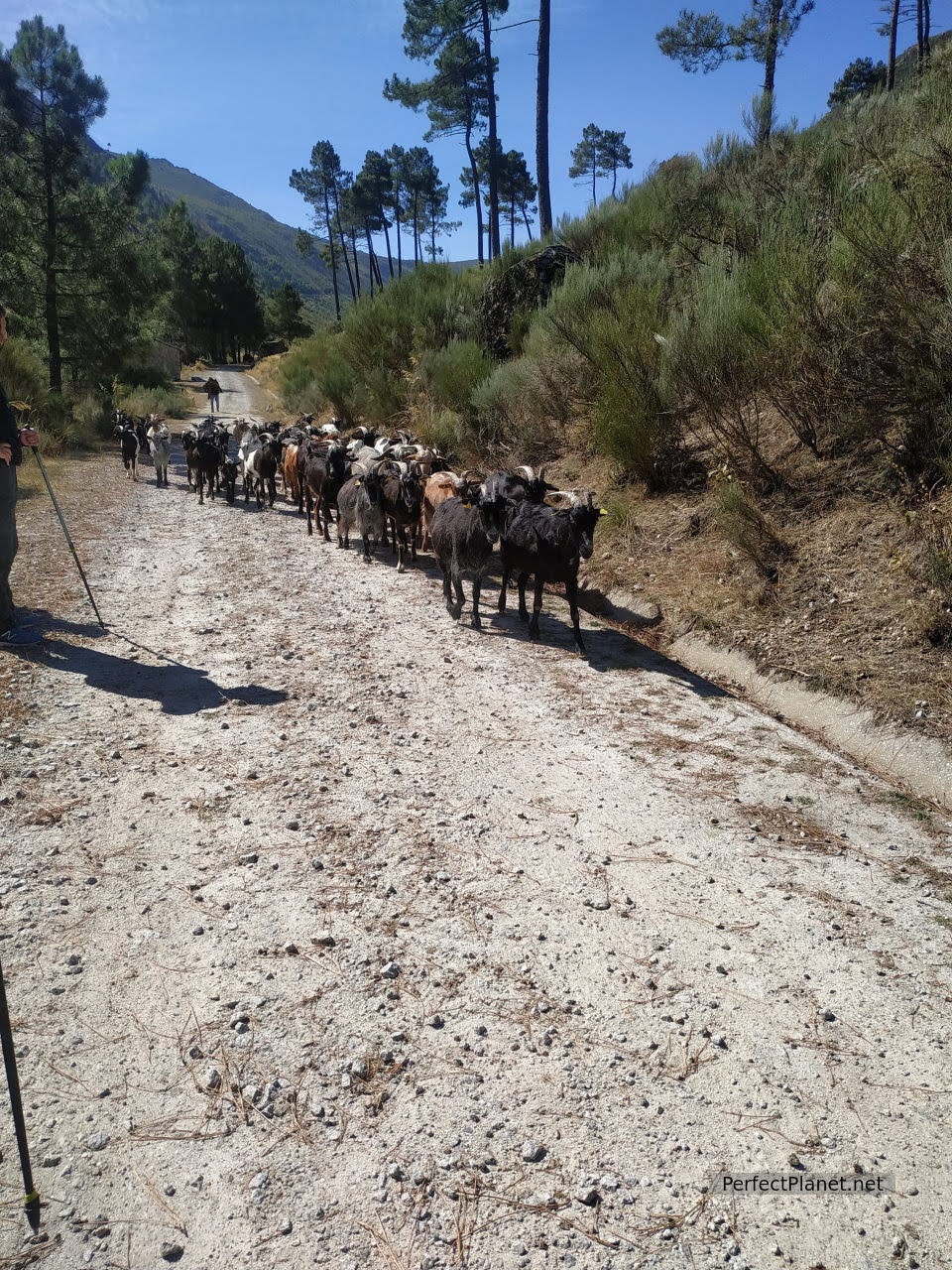 Rebaño de cabras