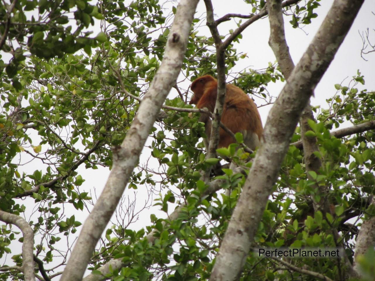 Proboscis Monkeys