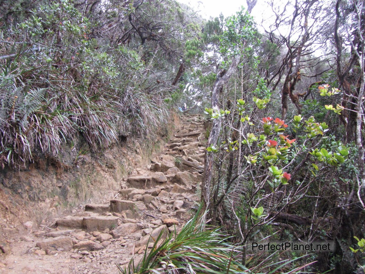 Mount Kinabalu trekking