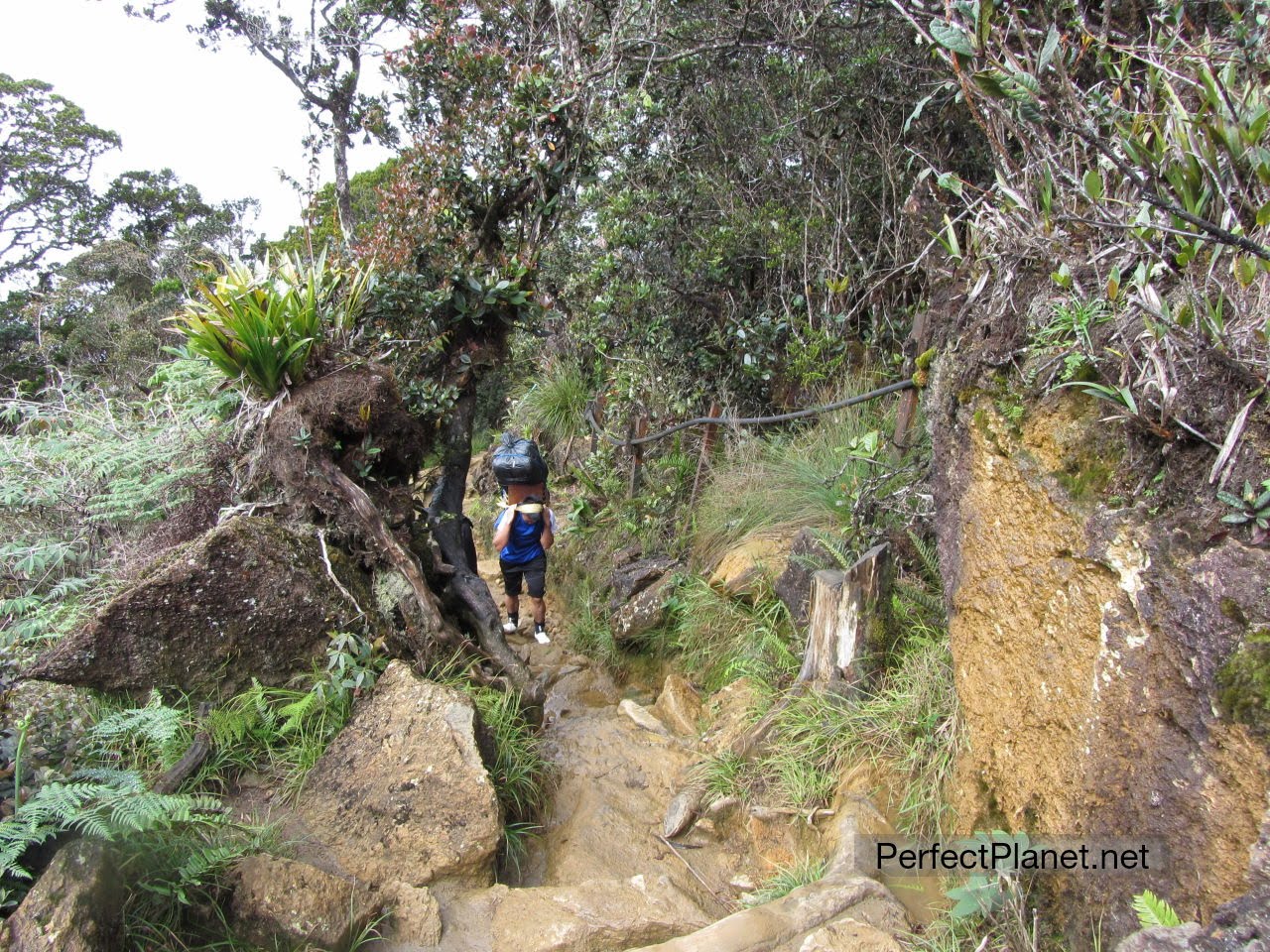 Trekking Monte Kinabalu