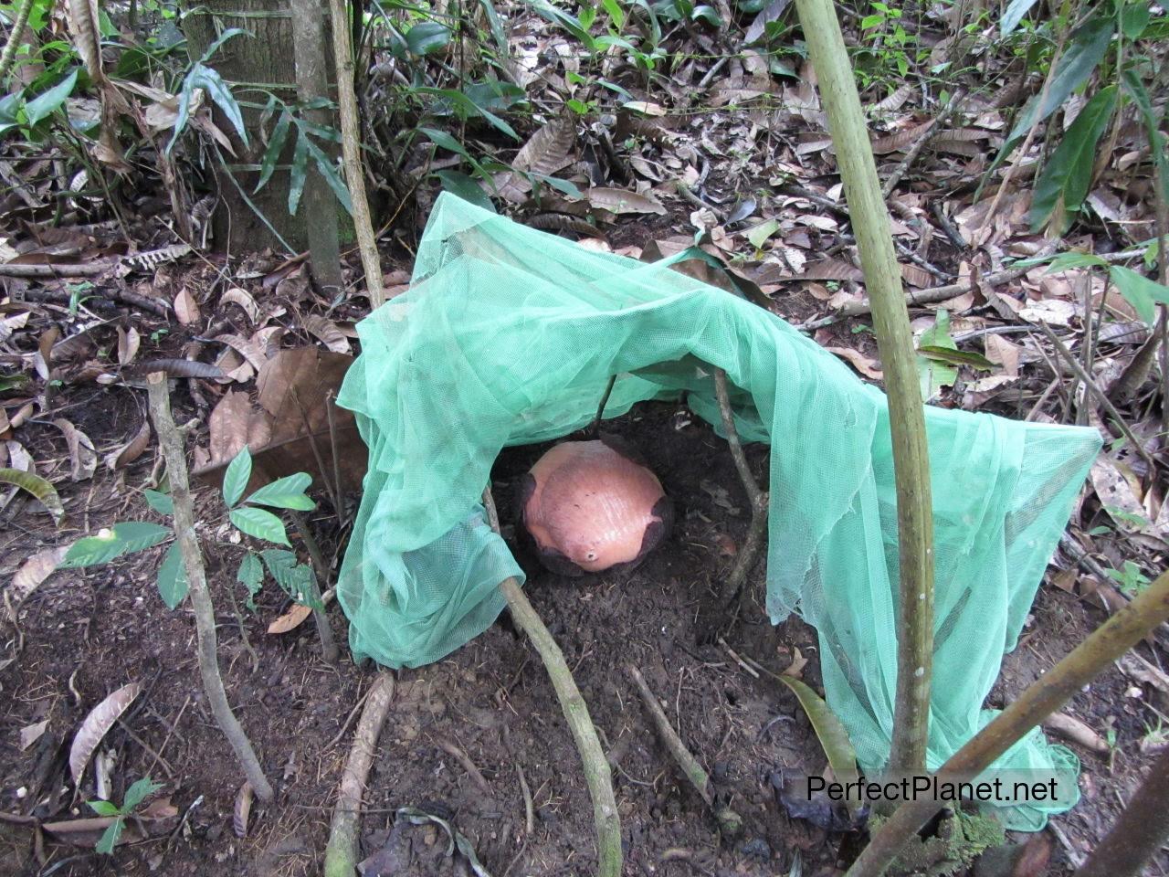 Rafflesia