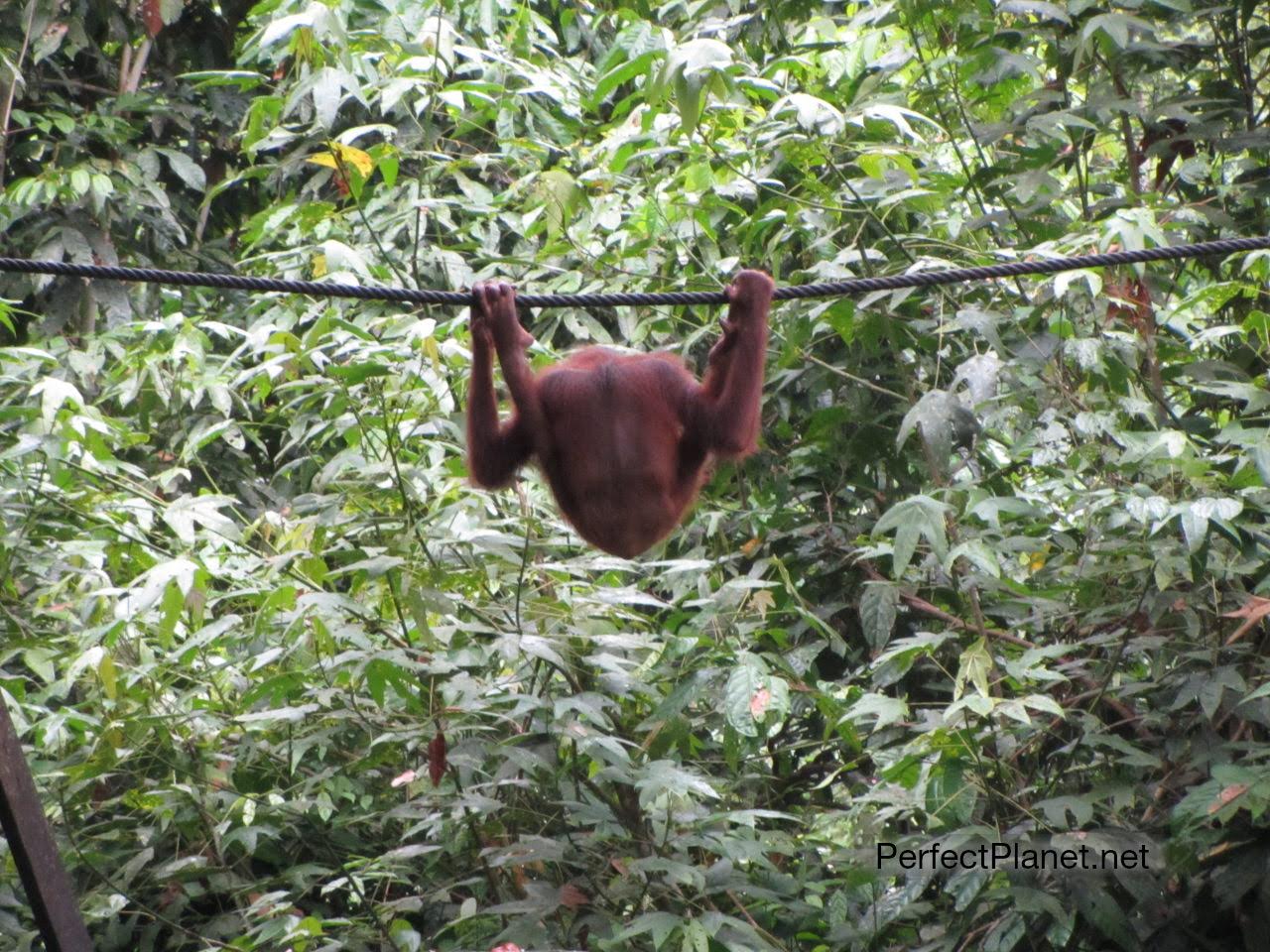 Orangutan