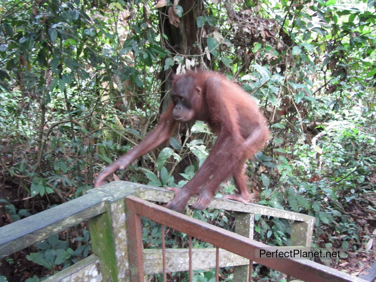 Climbing the banister