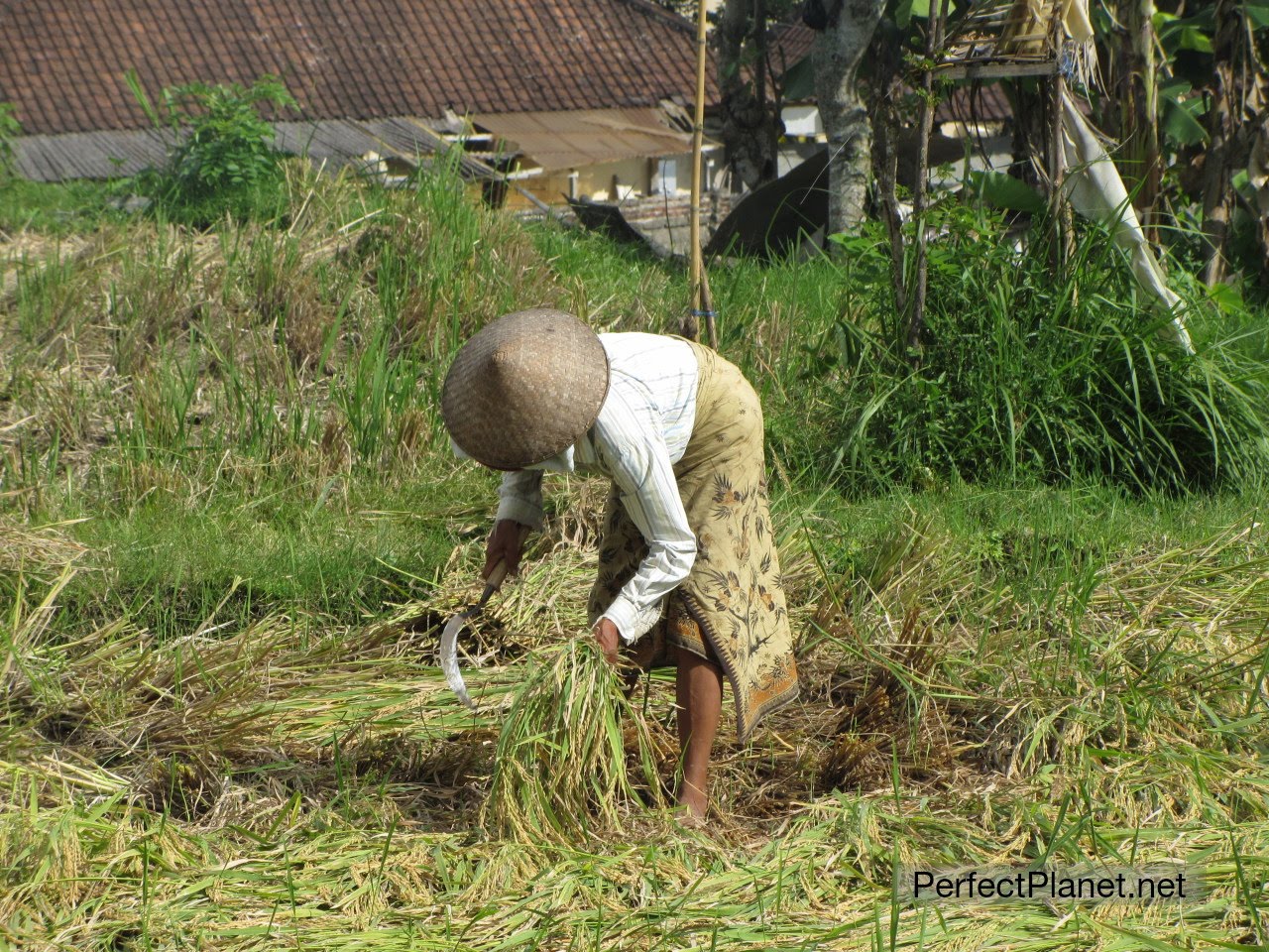 Harvest rice