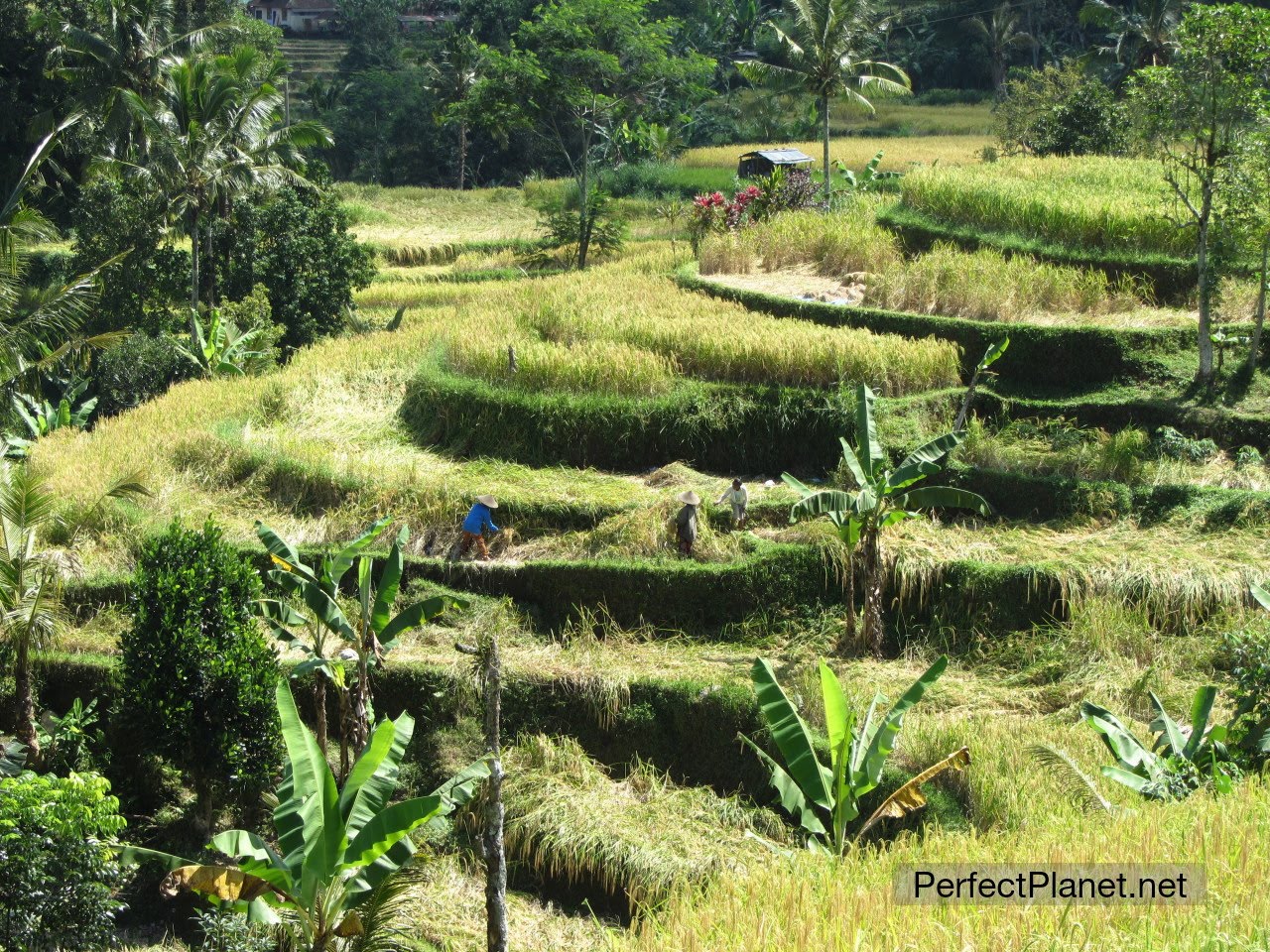 Rice bancs