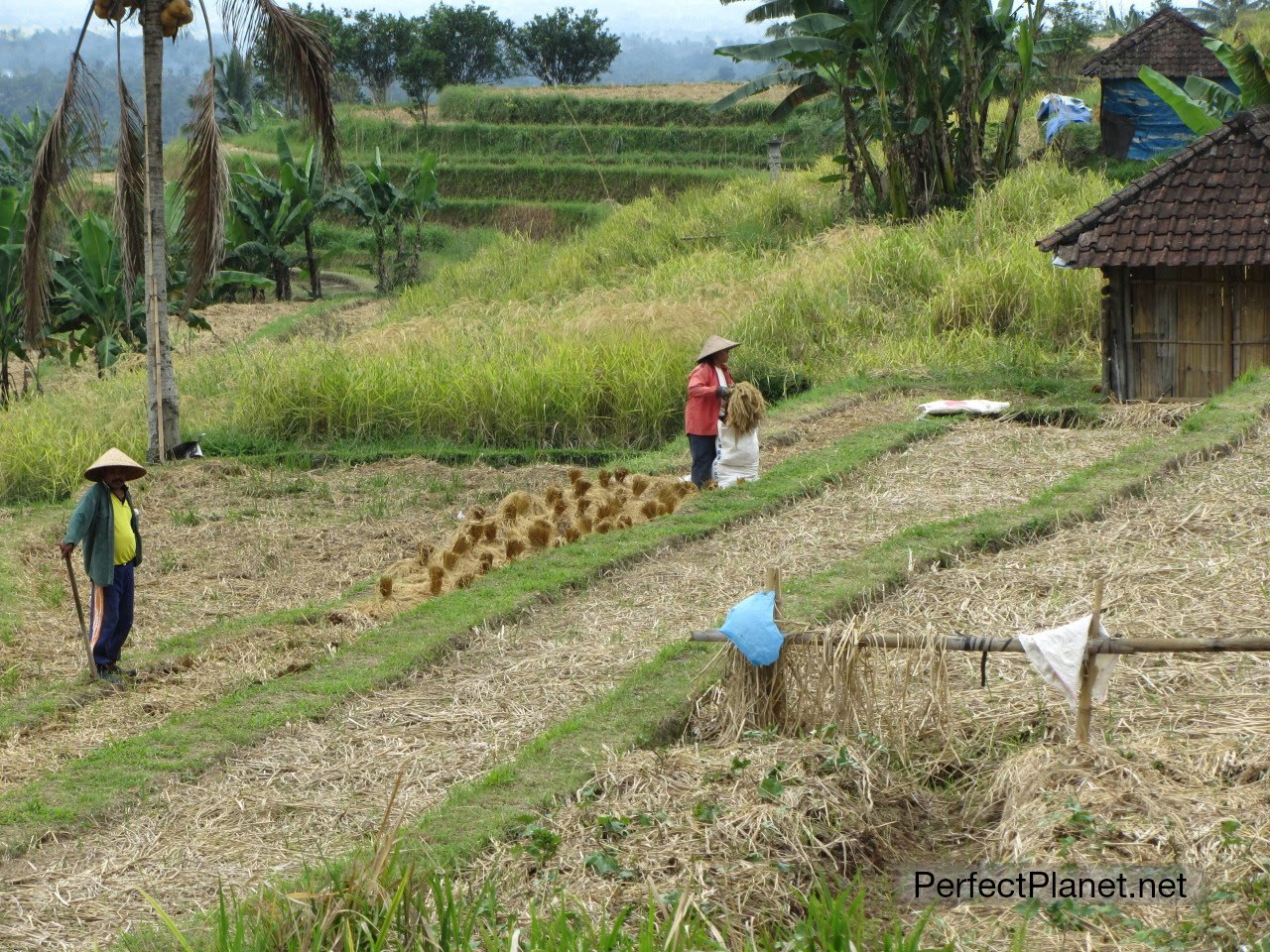 Bancadas de arroz