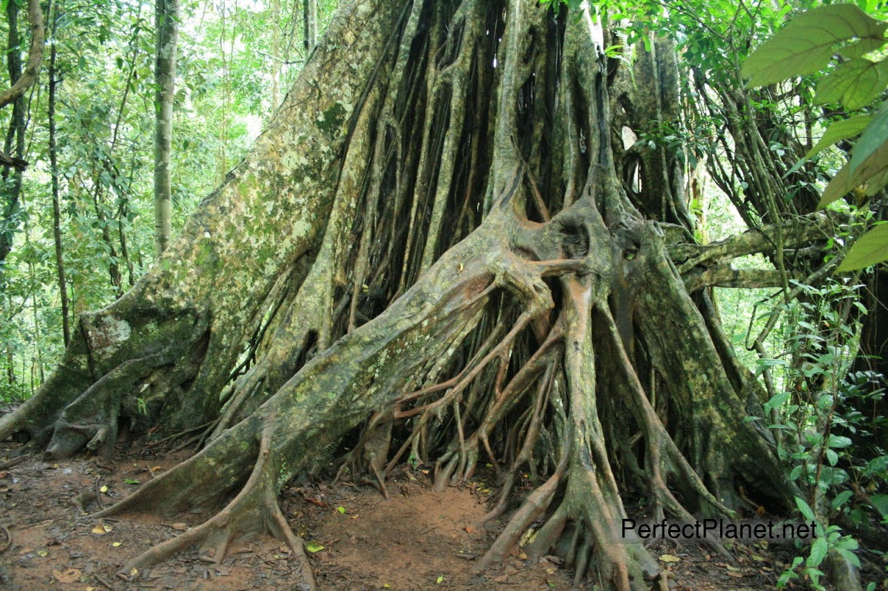 Parque Nacional Khao Yai