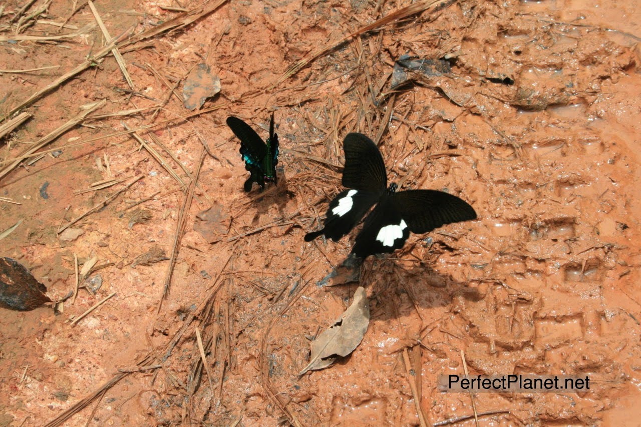 Mariposas