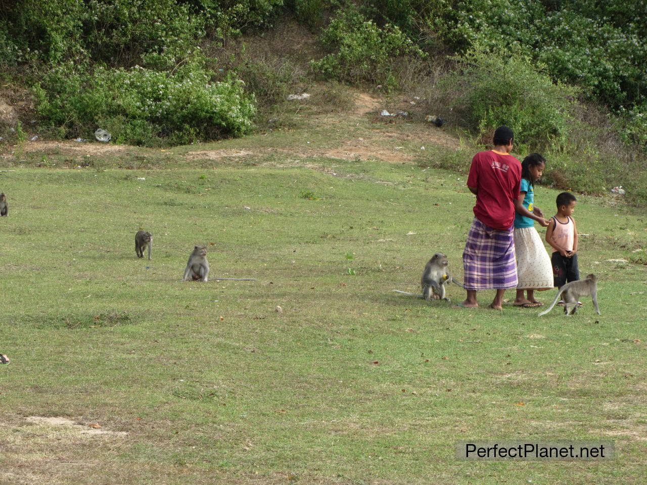 Niños y monos