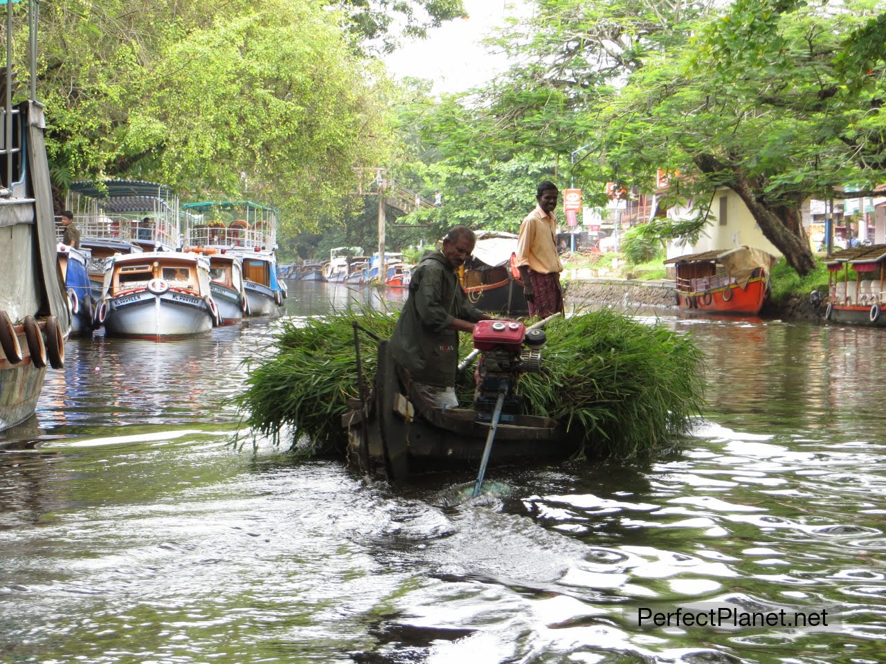 Alappuzha canals