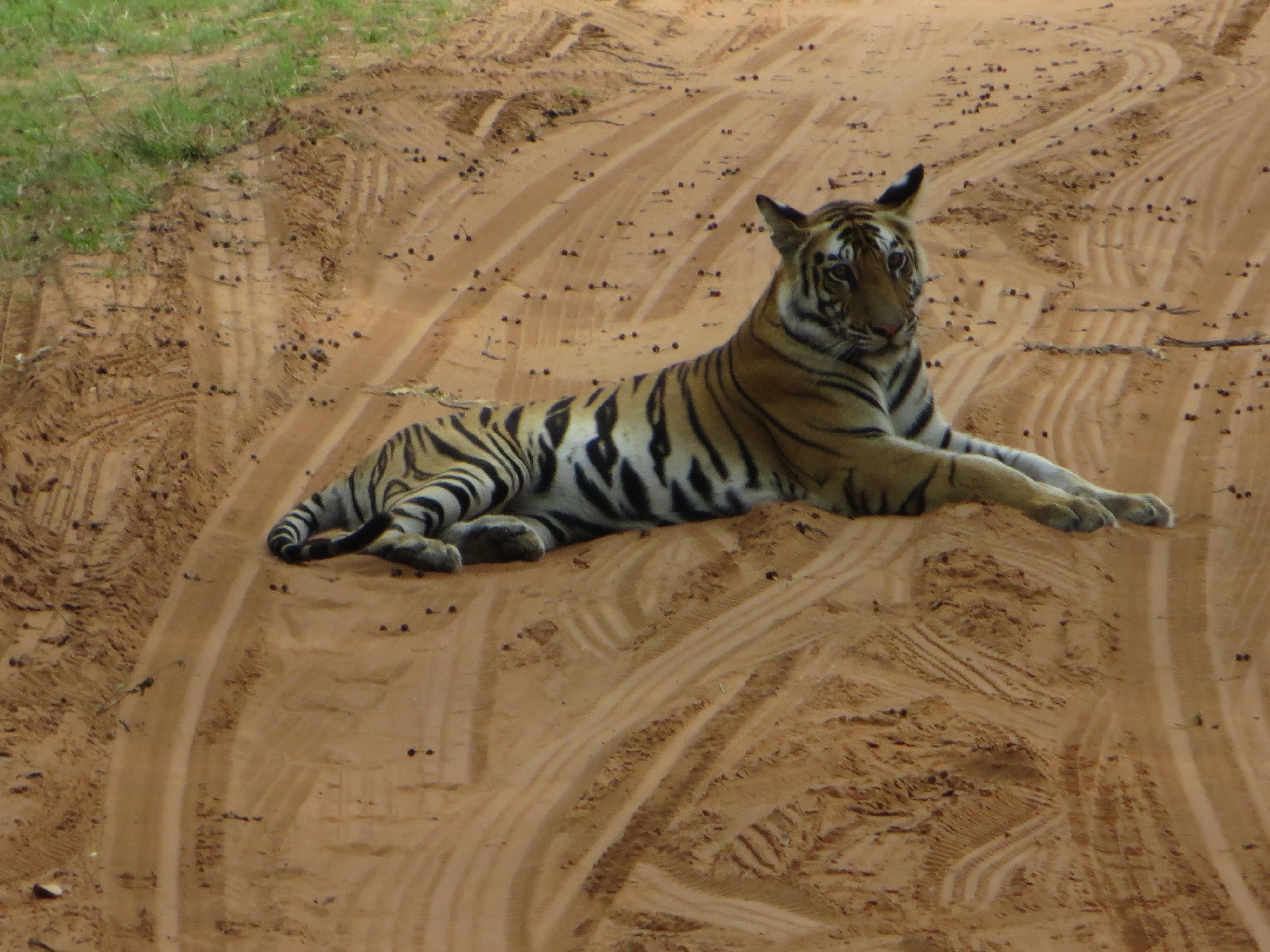 Tigre de Bengala