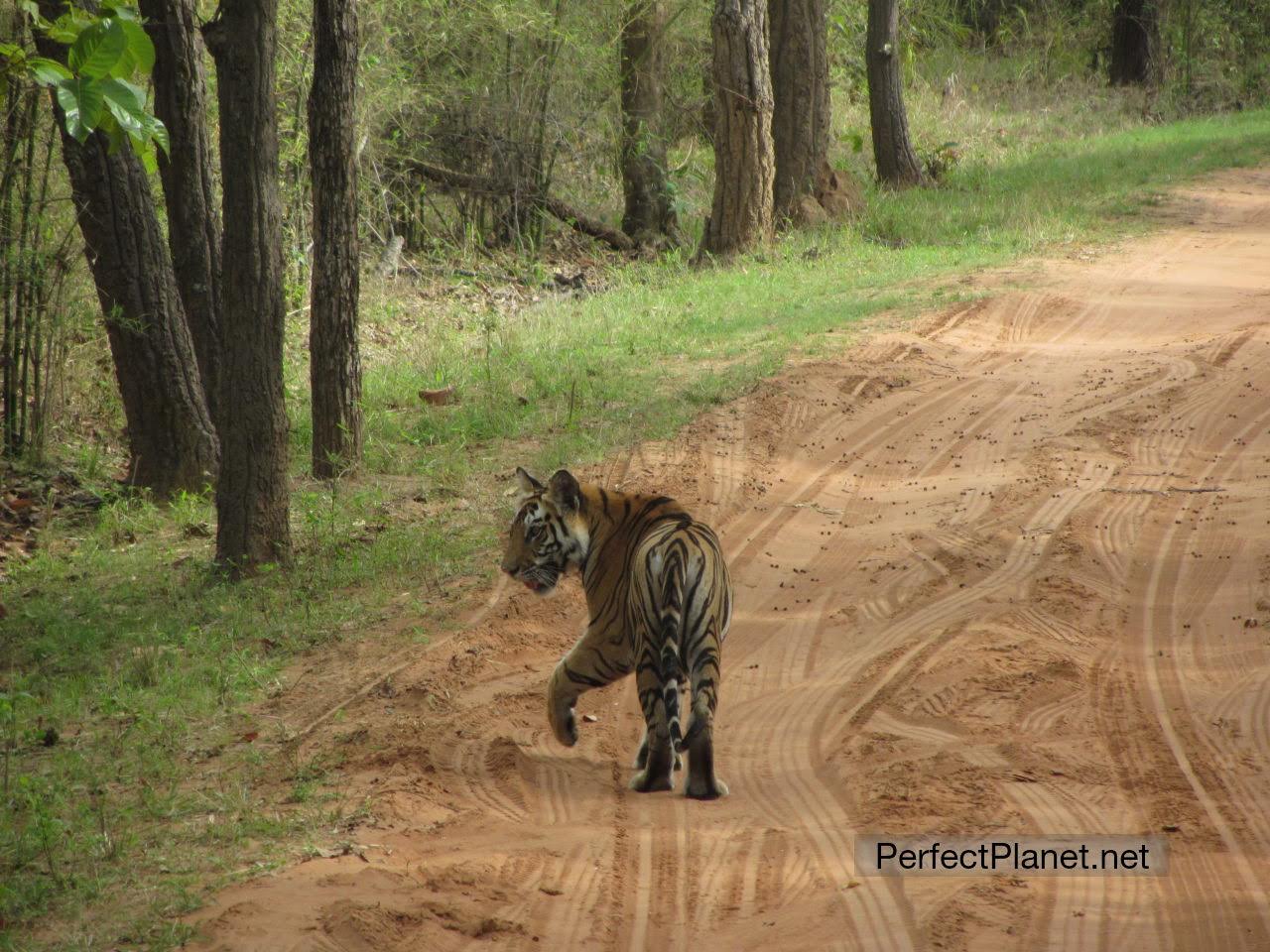 Tigre de Bengala