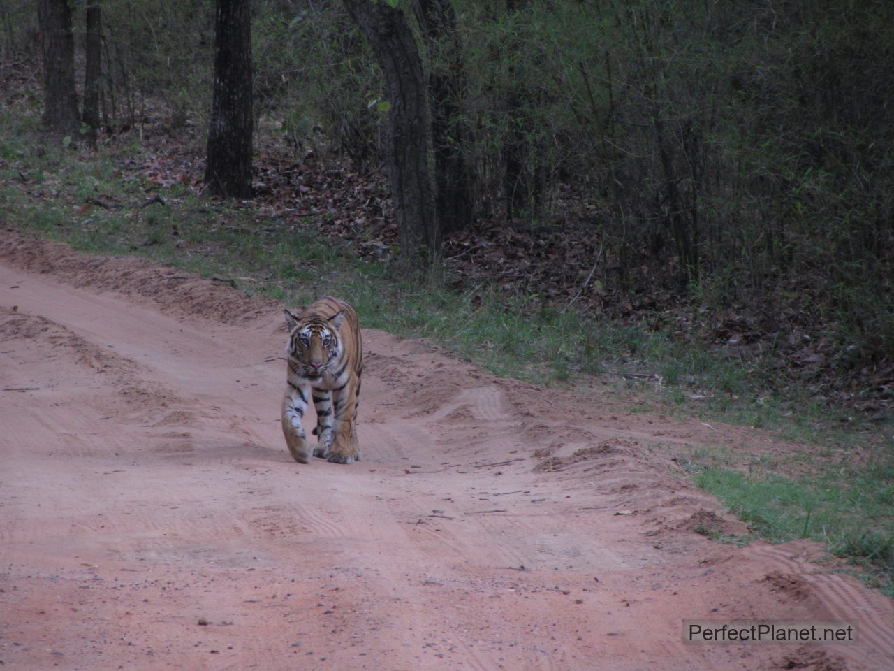 Tigre de Bengala